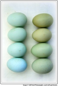 Still Pond Photography's image of green and blue eggs, inspiration for SpaceCadet Creations yarn for knitting and crochet
