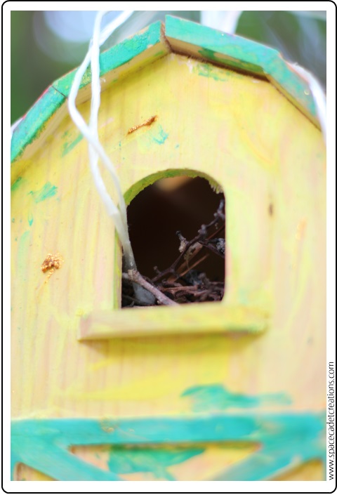 Birdhouse in use